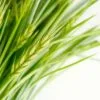 barley grass food supplement