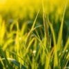 barley grass how to use