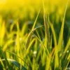 barley grass how to use