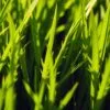 barley grass nutrients