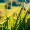barley leaf extract