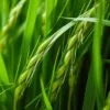 barley leaf juice
