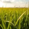 best barley grass powder