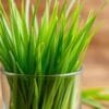 detox barley grass