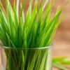 detox barley grass