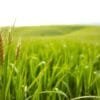 grass barley benefits