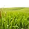 grass barley benefits