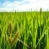 organic barley green