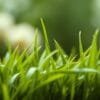 Barley green superfood