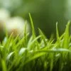 Barley green superfood