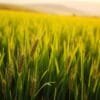 BarleyGreen powder benefits