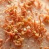 Probiotic benefits for skin