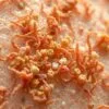 Probiotic benefits for skin