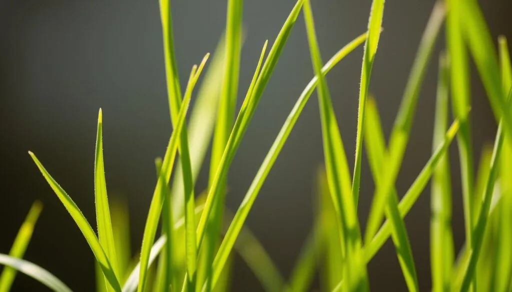 barley grass safety precautions barley grass safety precautions