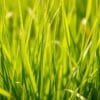 barley grass uses