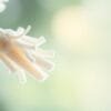 probiotic lactobacillus bulgaricus