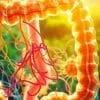 How fiber enhances probiotic function