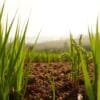 barley grass benefits