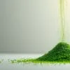 barley grass powder benefits