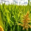 barley green side effects