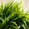 barleygreen benefits
