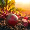beetroot for stroke prevention