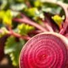 beetroot on stamina