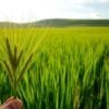 benefits of barley grass