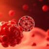folate for red blood cells reproduction
