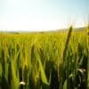 green barley benefits