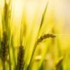 green barley side effects