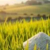 how to use barley grass powder for weight loss