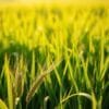 what diseases can green barley cure