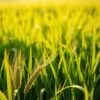 what diseases can green barley cure