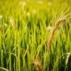 wheat grass vs barley grass