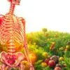 vitamin c benefits bones