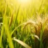 A lush, verdant meadow illuminated by warm, golden sunlight. In the foreground, distinctive blades of barley grass sway gracefully, their vibrant green hues contrasted by the delicate, feathery texture of wheatgrass in the middle ground. The two plants stand side by side, inviting a closer examination of their subtle differences. Captured from a low angle, the image emphasizes the dynamic interplay of these two nourishing grasses, celebrating their unique qualities within a serene, natural setting.
