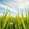 Barley Grass (Green Barley) Explained: Benefits and Tips for Malaysians