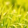 Barley Green FAQ: What Is Barley Green? Answers for Malaysian Readers