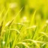 Barley Green FAQ: What Is Barley Green? Answers for Malaysian Readers