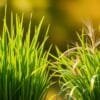 Green Barley Powder vs. Wheatgrass: Which Is Best for Malaysians?