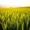 Barley Powder Malaysia: What Makes Barleygreen Premium Different?