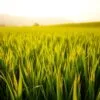 Barley Powder Malaysia: What Makes Barleygreen Premium Different?