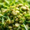 Barleygreen Premium Review: Green Barley Benefits You Should Know