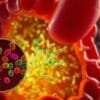 Do probiotics survive stomach acid?