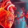 Probiotic for heart health in men