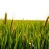 Top 7 Green Barley Benefits Backed by Barleygreen Premium