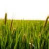 Top 7 Green Barley Benefits Backed by Barleygreen Premium