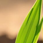 BarleyGreen Premium review