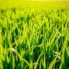 BarleyGreen for immunity